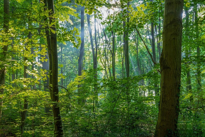 Enchanted Forest Retreat